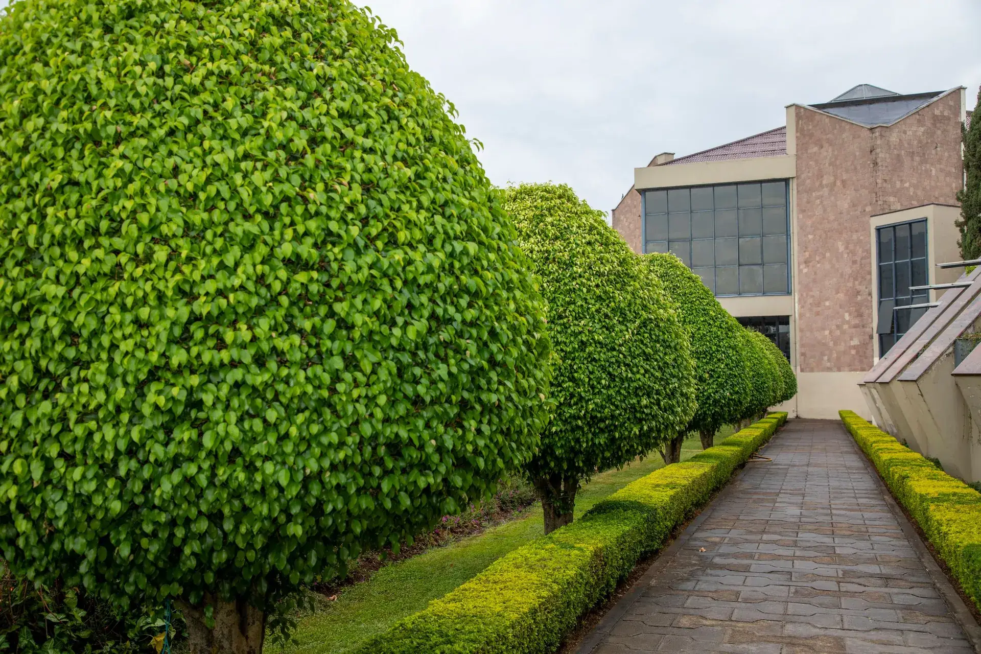 Trimmed shrubs and lawn along the walkway of a commercial building.