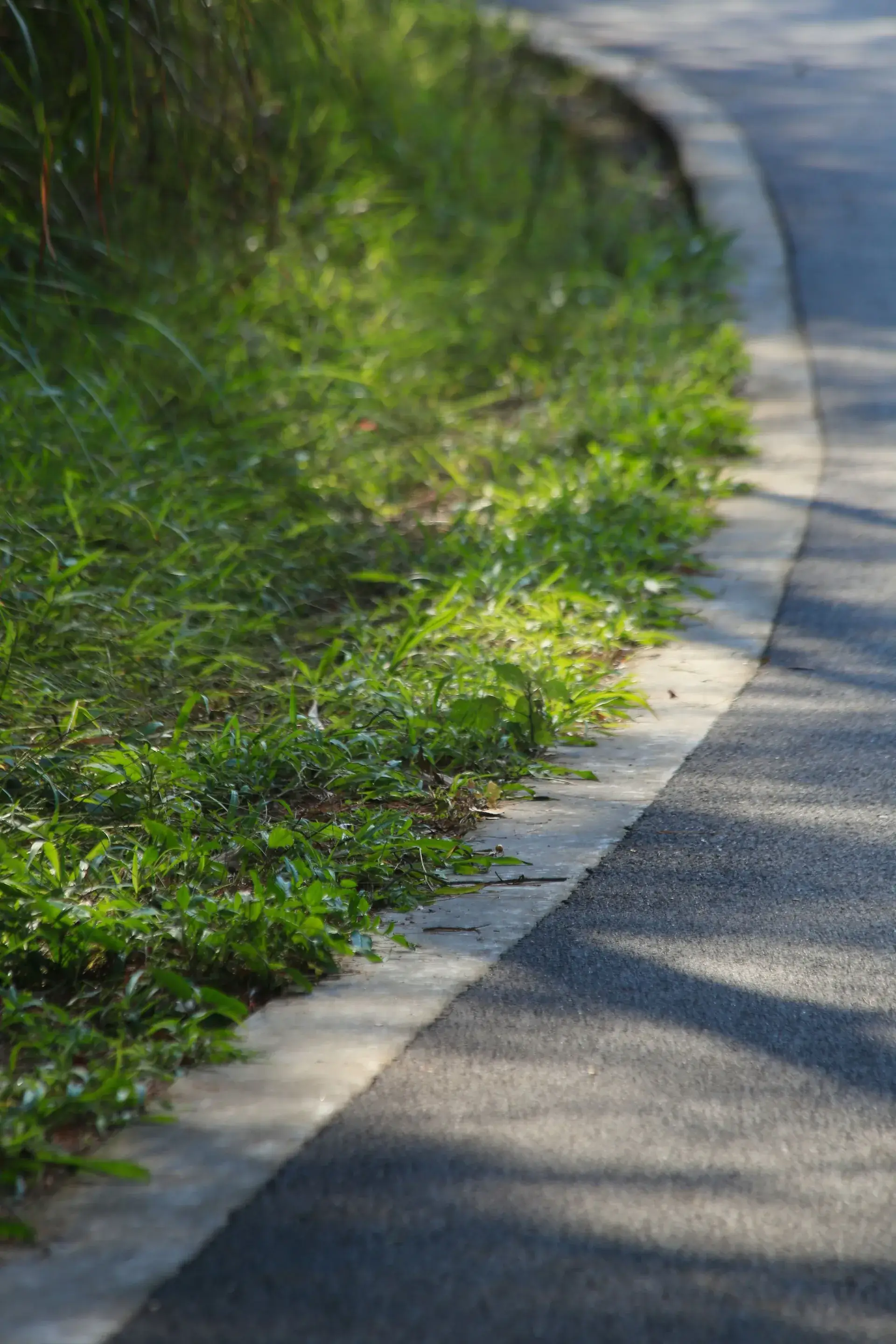 Curving edge between a lawn and a paved path.
