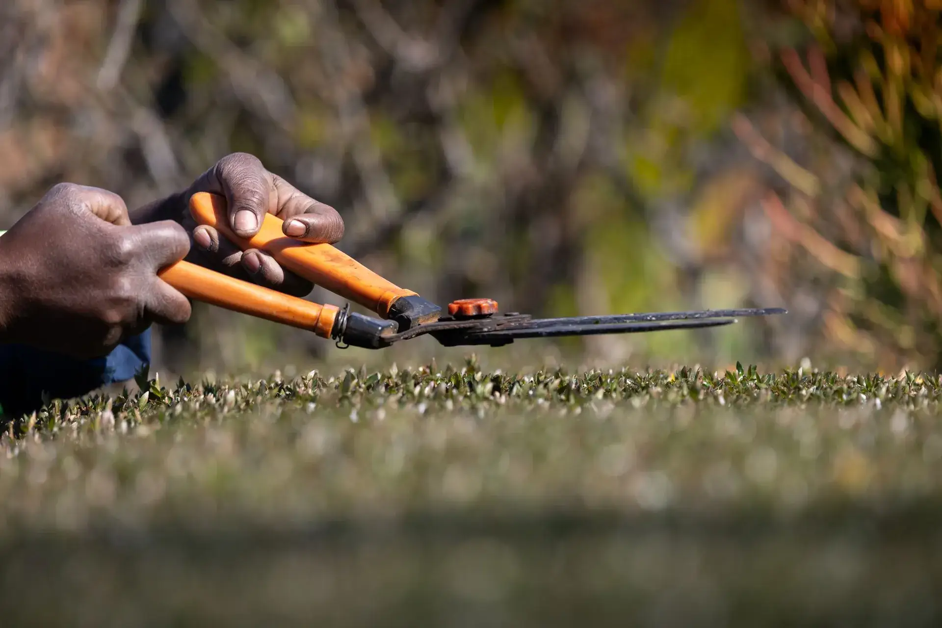 Hedge being trimmed with hand shears.