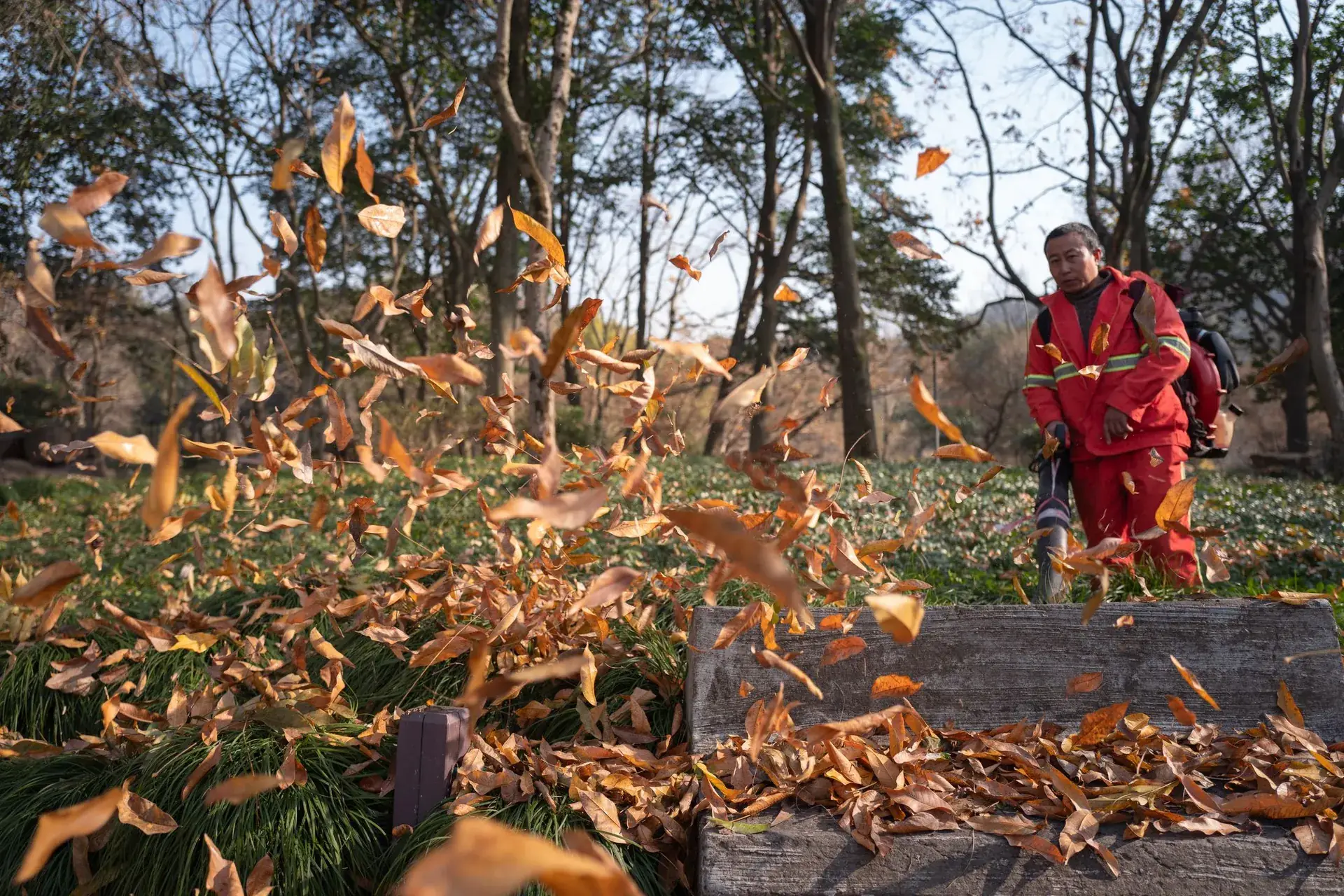 Fall leaves being cleared with a leaf blower.