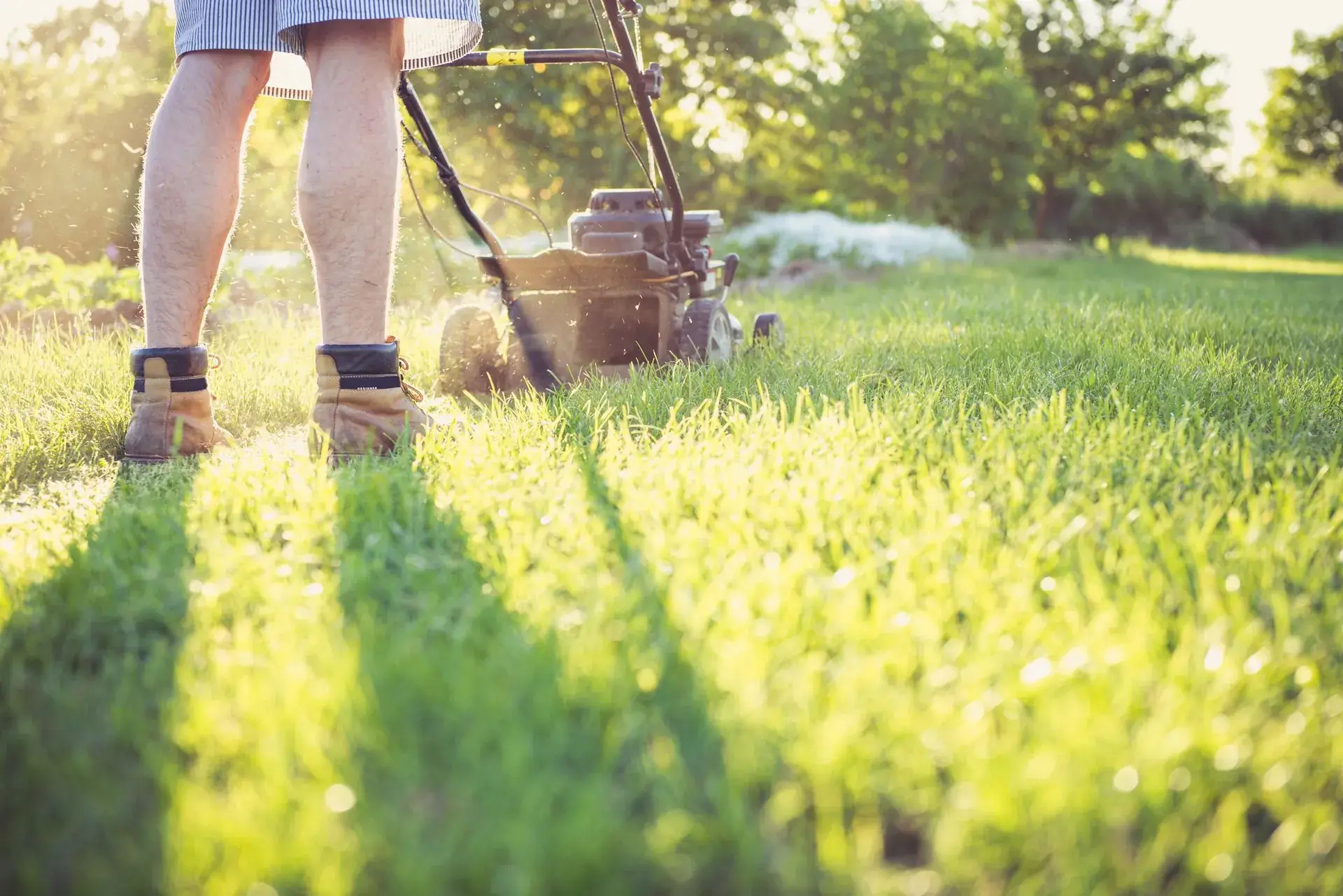 Lawn being mowed with a walk-behind mower.